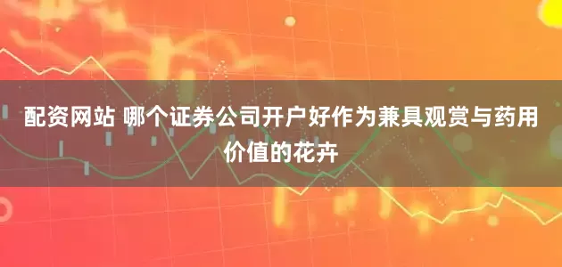 配资网站 哪个证券公司开户好作为兼具观赏与药用价值的花卉